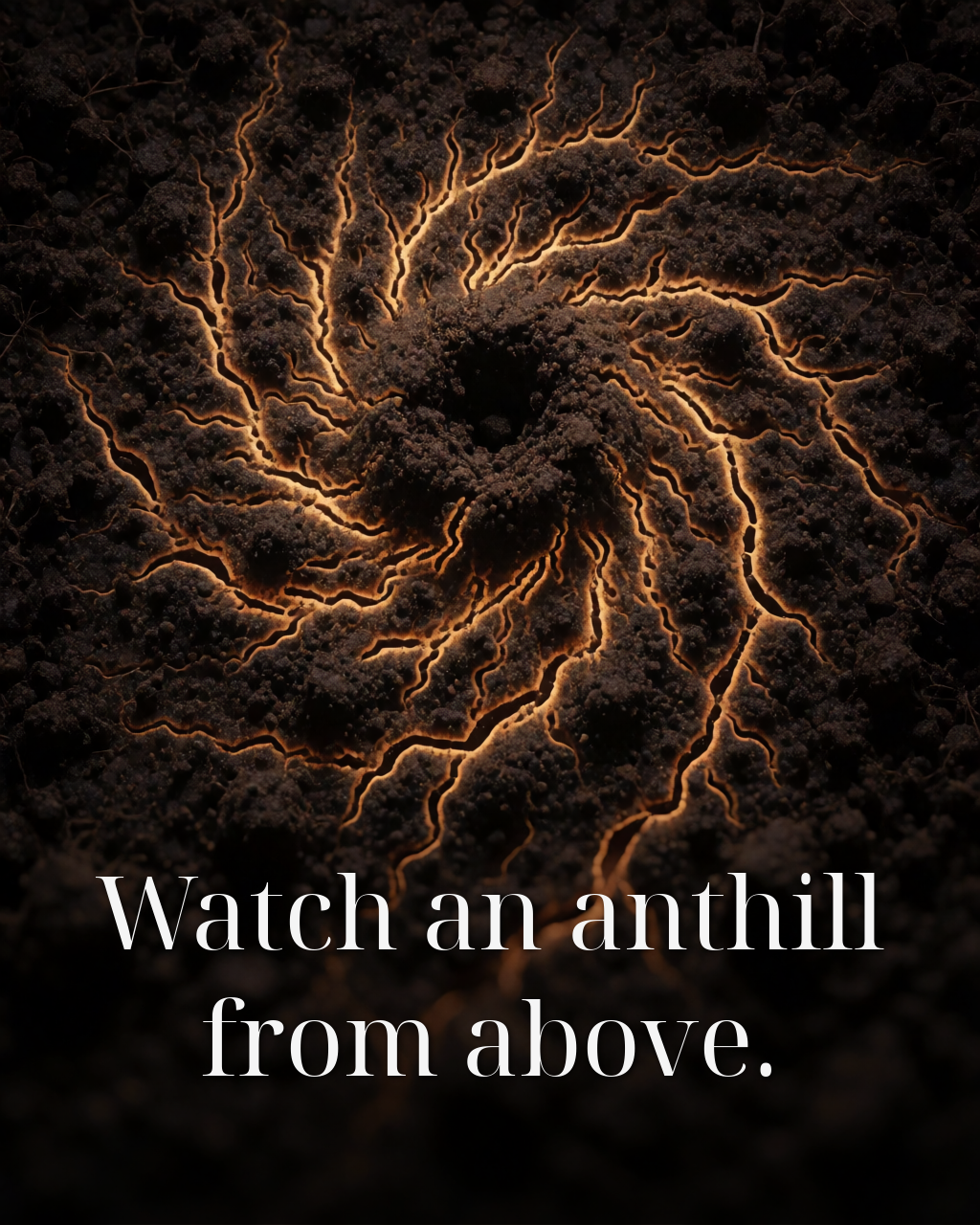 Watch an anthill from above.